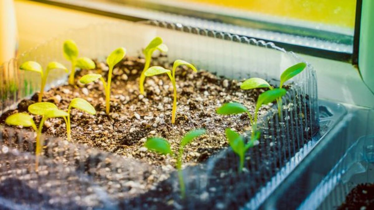 plantulas de ruibarbo en tierra perlita y vermiculita