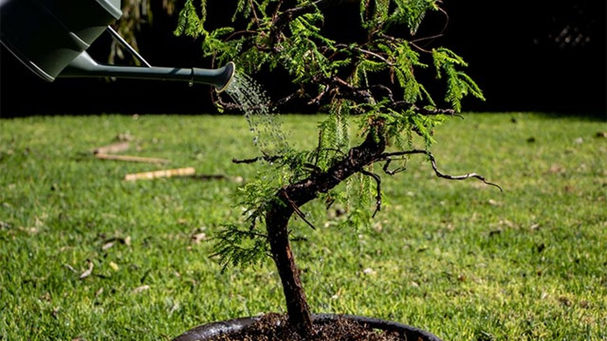como regar un bonsai