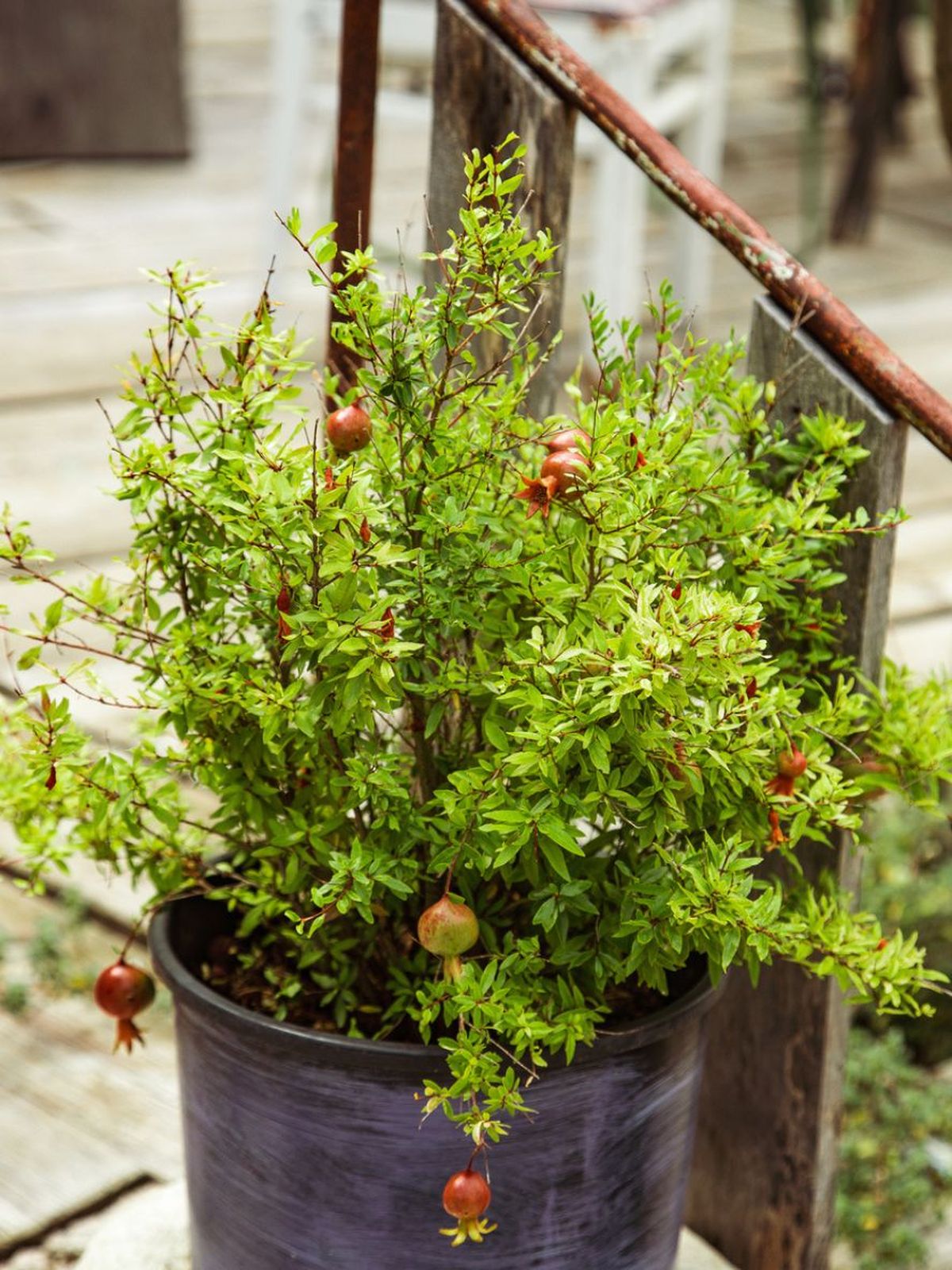 granado plantado en maceta