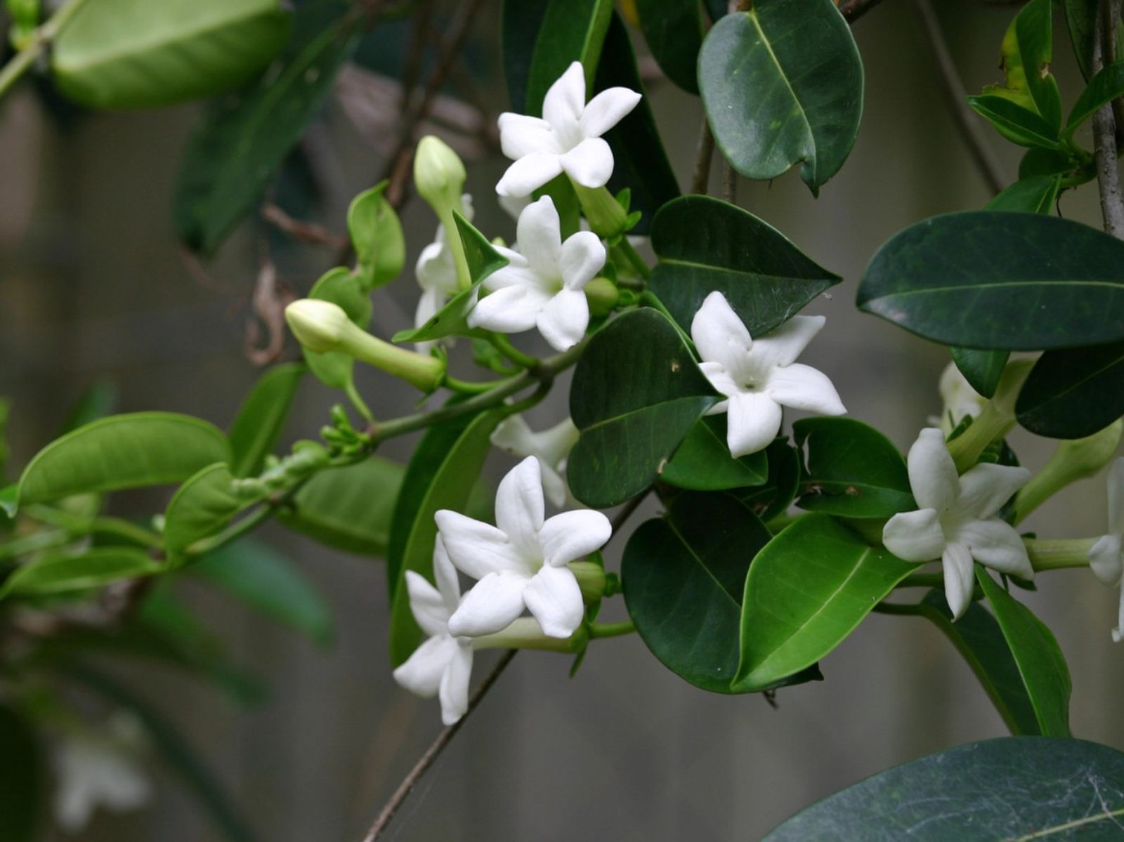 Stephanotis floribunda.