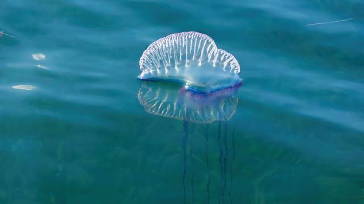 carabela portuguesa que es no es una medusa