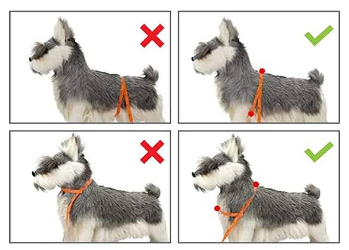 arnes de seguridad perros elegir talla medir cuello pecho