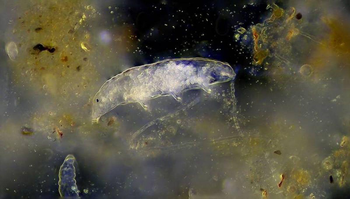 Los tardígrados son animales dioicos, existen machos y hembras.