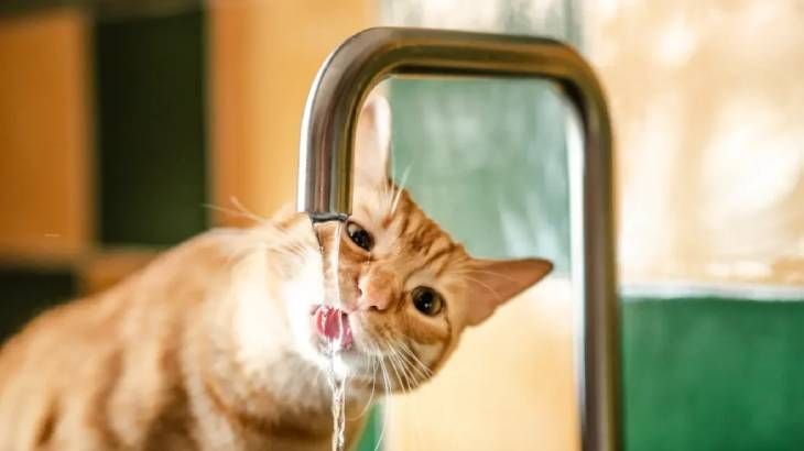 mal aliento en gatos 3 (1)
