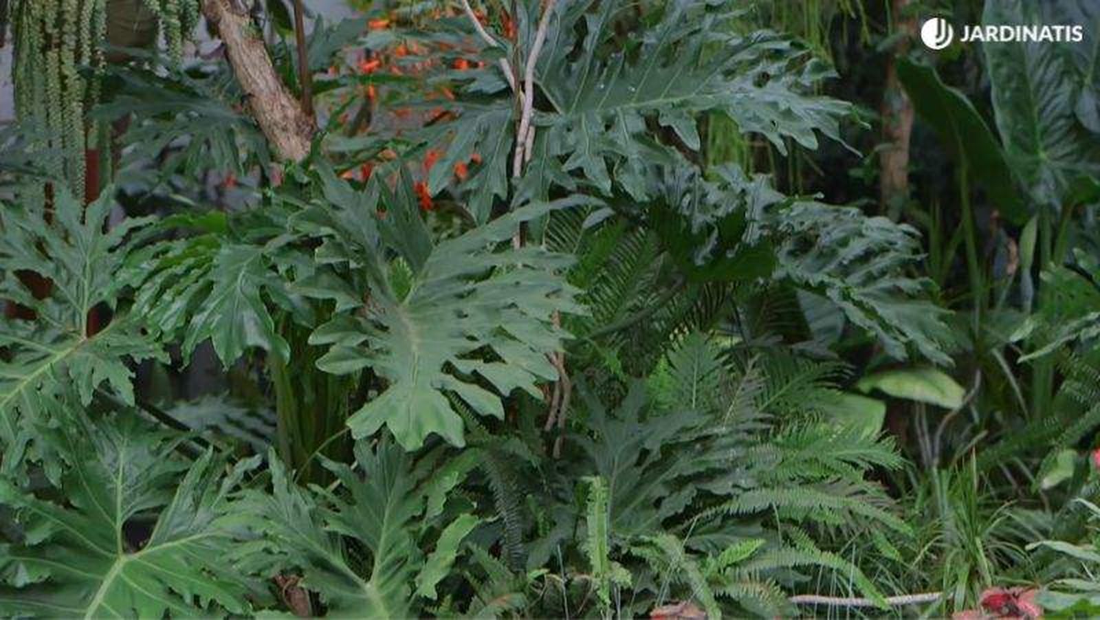 Philodendron Bipinnatifidum