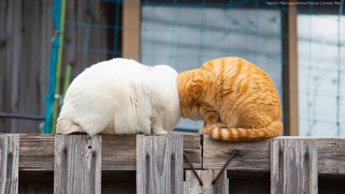 ganadores premios fotografia divertida Comedy Pet Photo Awards 2022