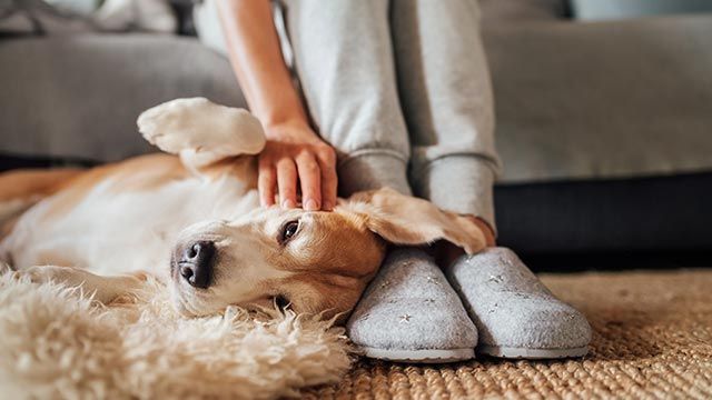 problemas comportamiento perros tumbado