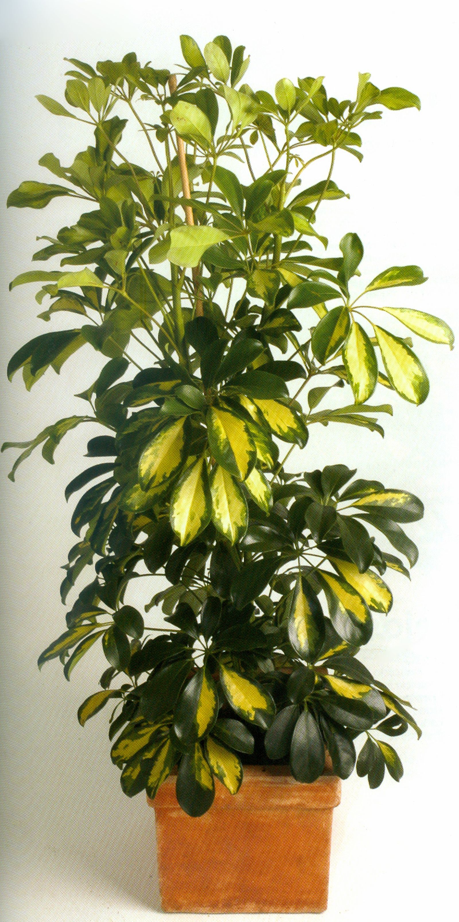 Cheflera