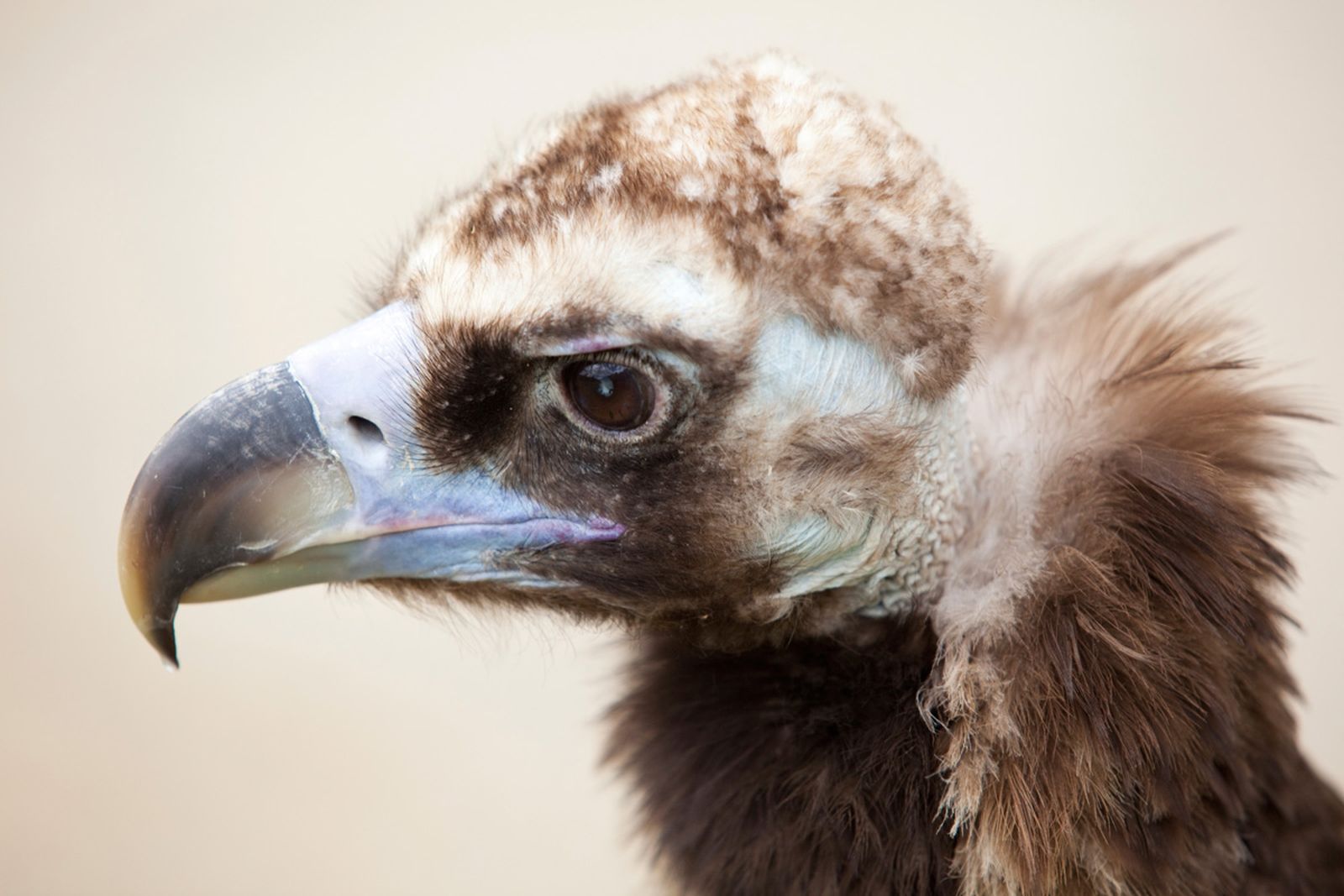 buitre negro contento