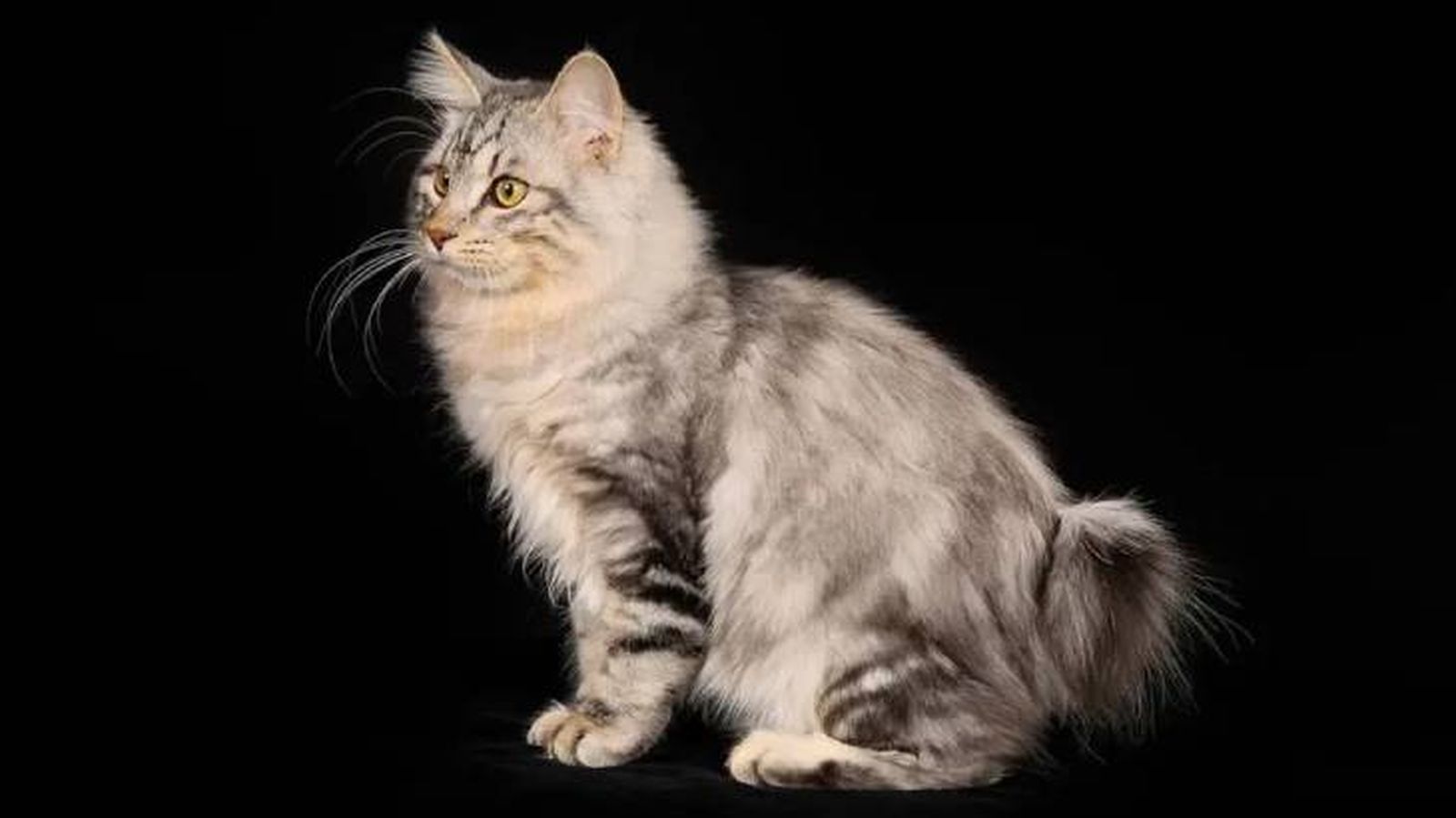 gatos japoneses kurilian 1 (1)