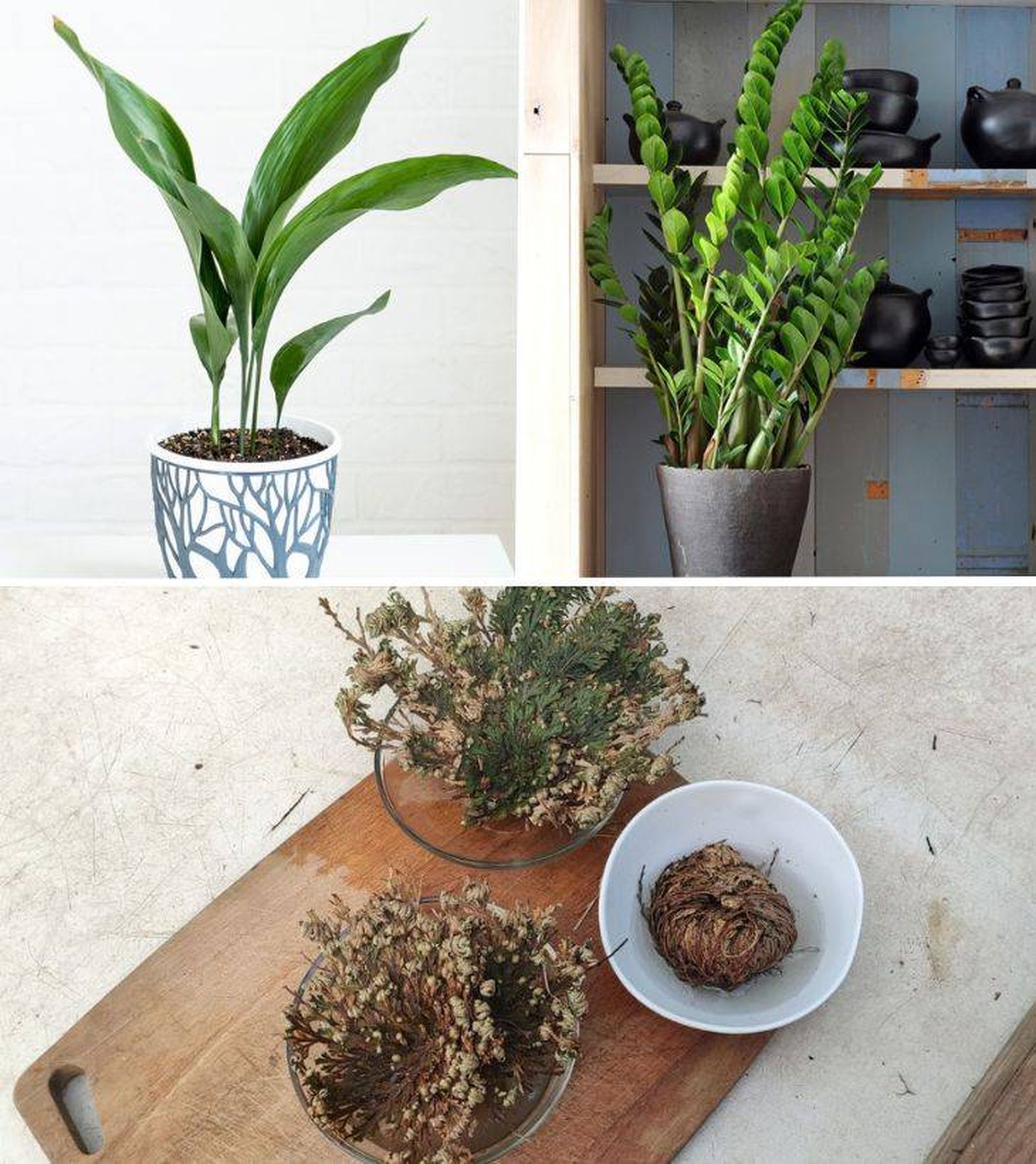 planta para principiantes aspidistra zamioculca doradilla