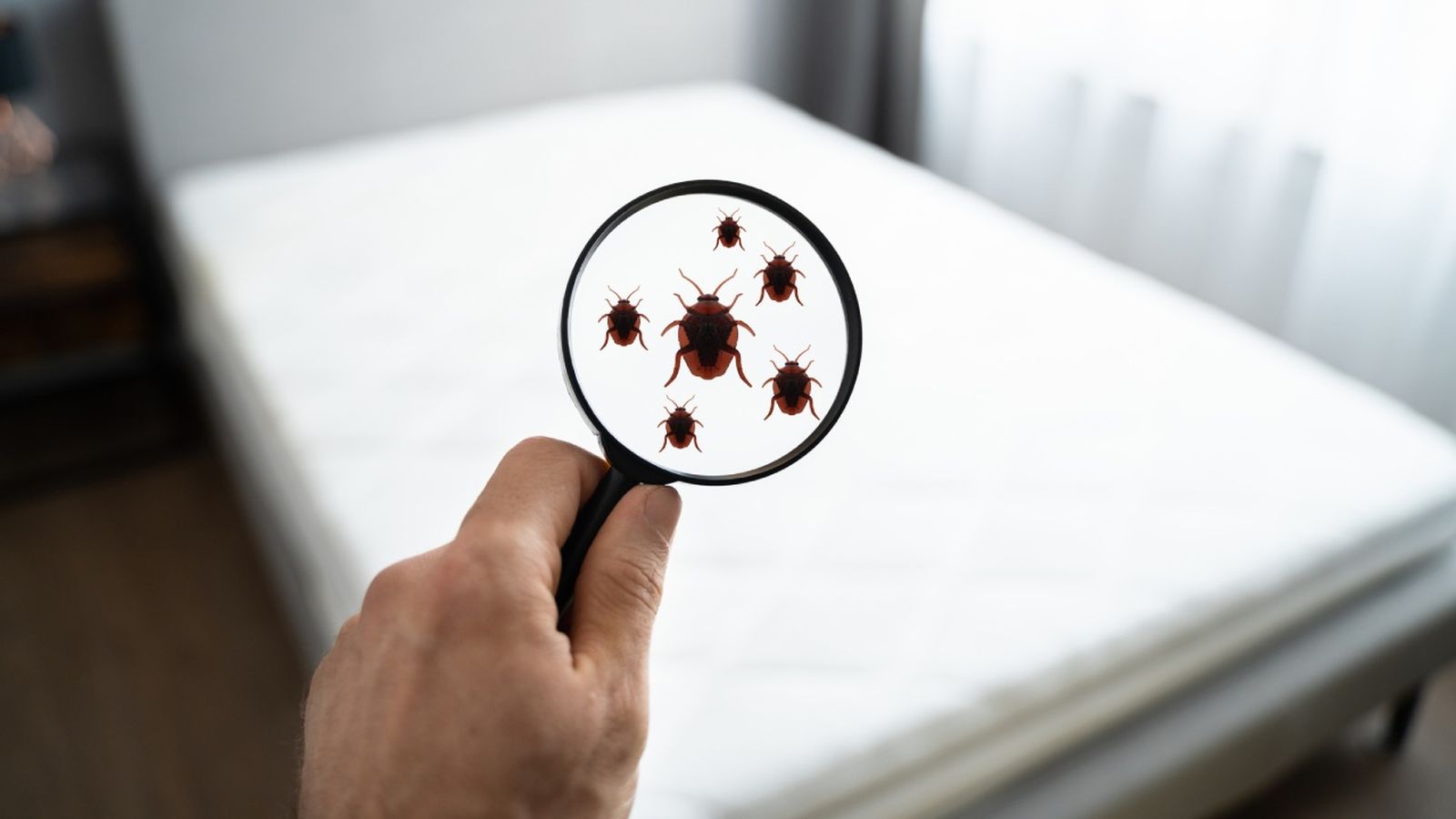 repelente casero contra las chinches de cama