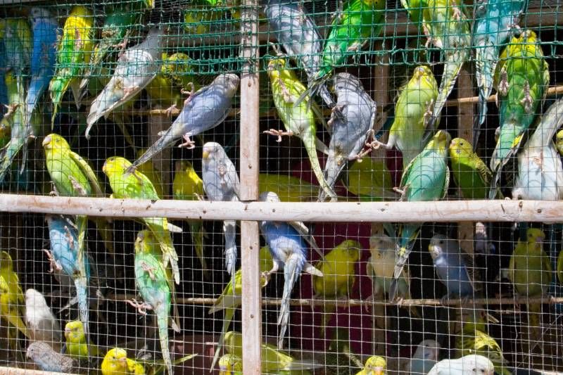 Para albergar una gran variedad de especies los aviarios de gran tamaño son ideales.