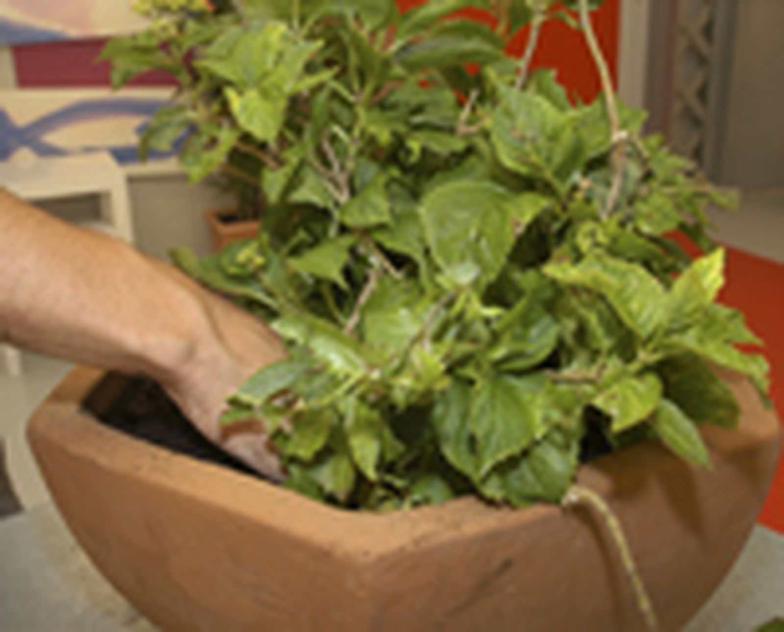 97505 hortensia p05