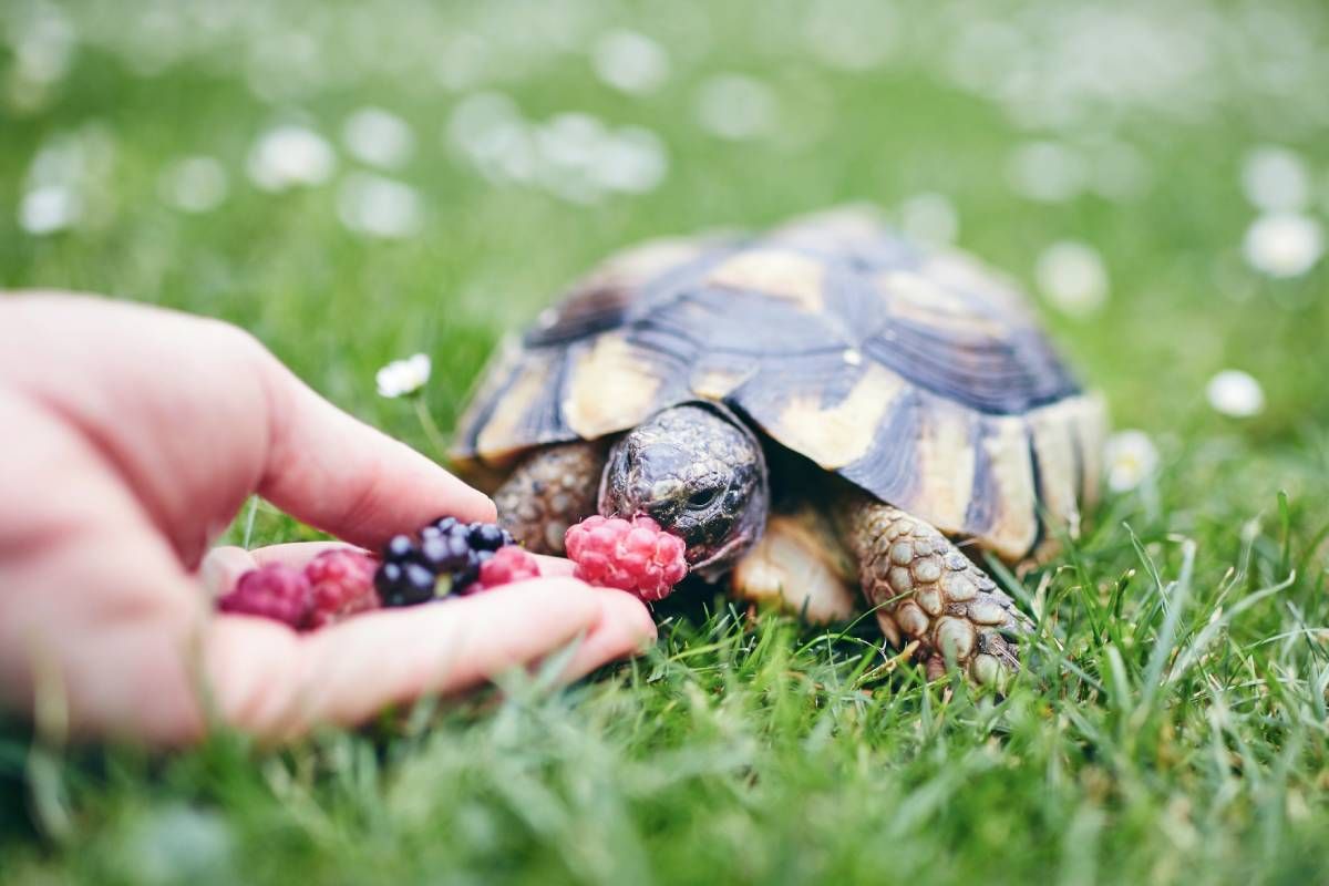 que comen las torugas alimentos prohibidos