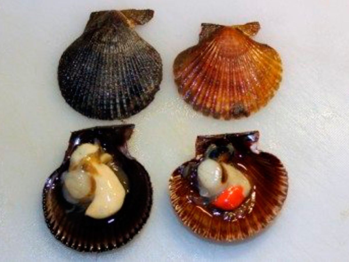 A la izquierda, una zamburiña y a la derecha, una volandeira