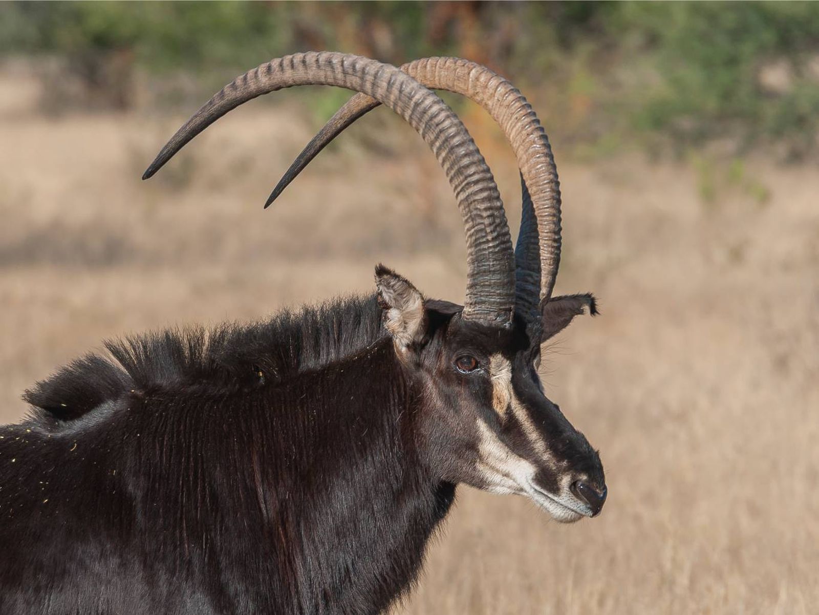 El antílope sable exhibe unos impresionantes cuernos curvados hacia atrás.