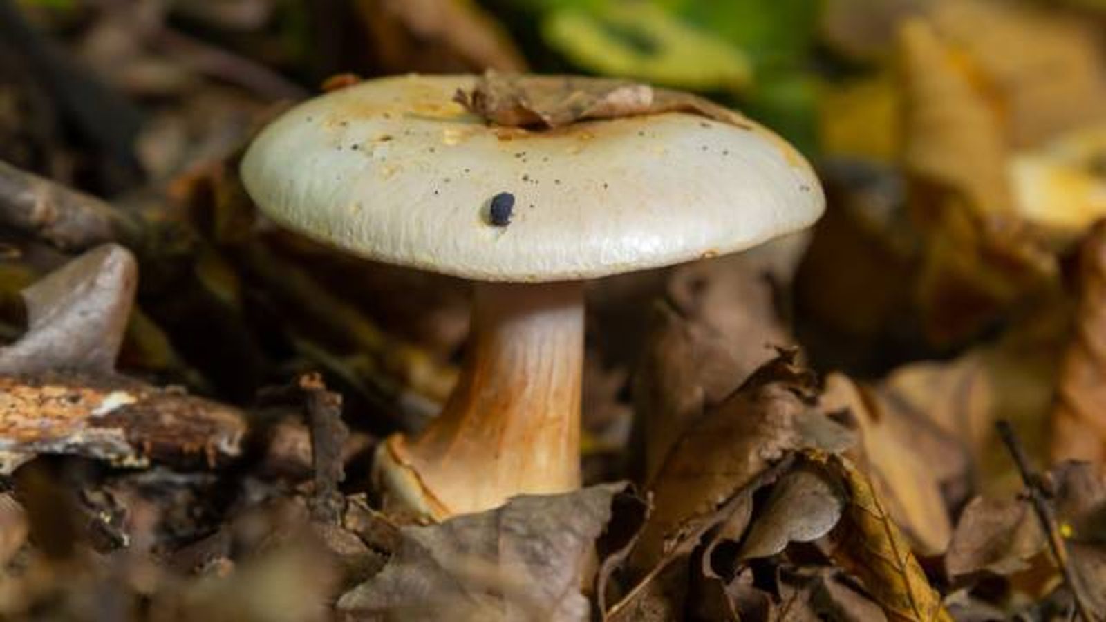 setas toxicas venenosas mascotas Espana Cortinarius orellanus