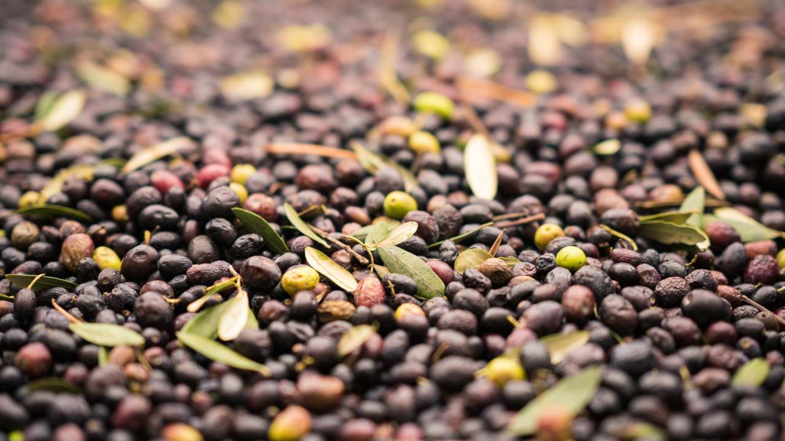 se puede usar hueso de aceituna en estufa de pellets xl