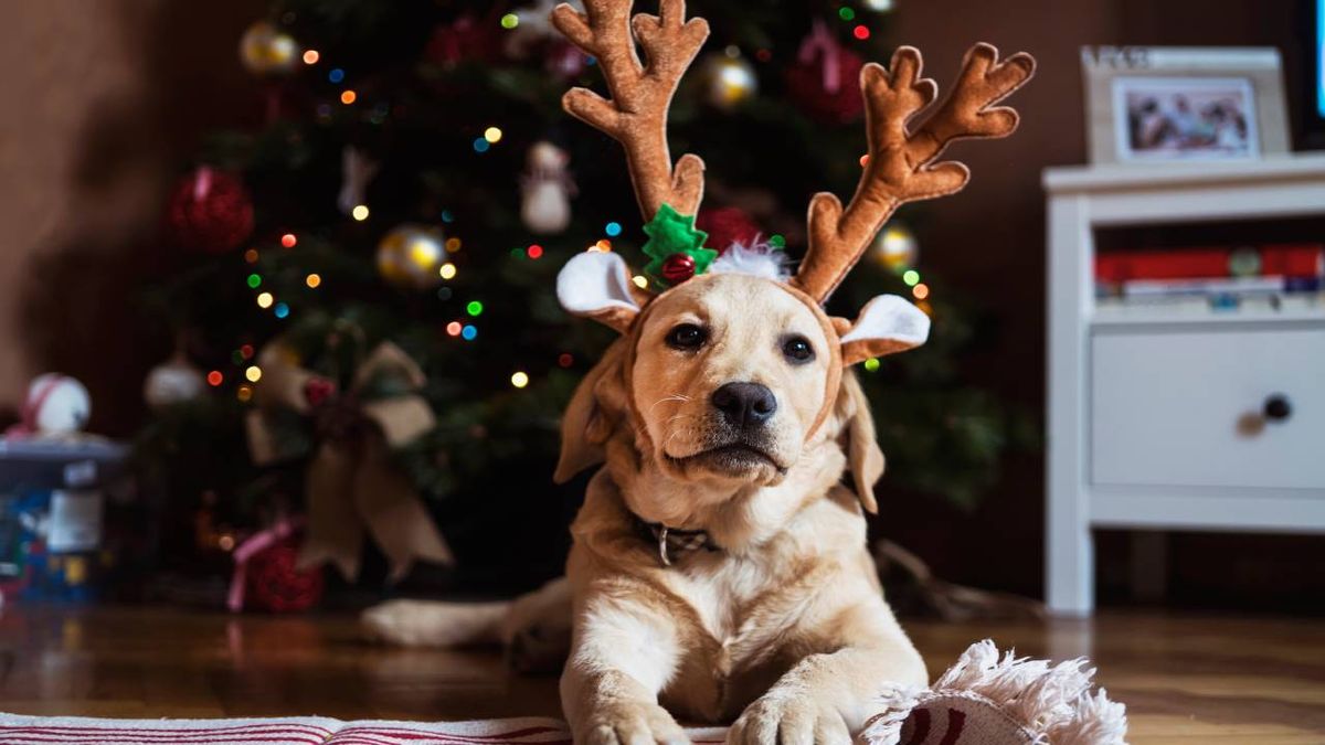 Estos calendarios están llenos de snacks y chuches perrunas deliciosas.