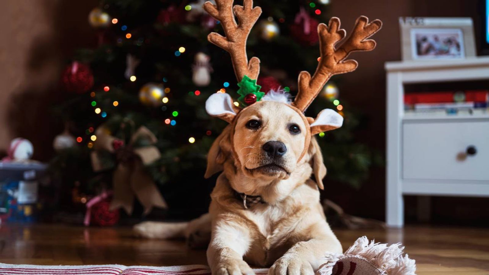 Estos calendarios están llenos de snacks y chuches perrunas deliciosas.