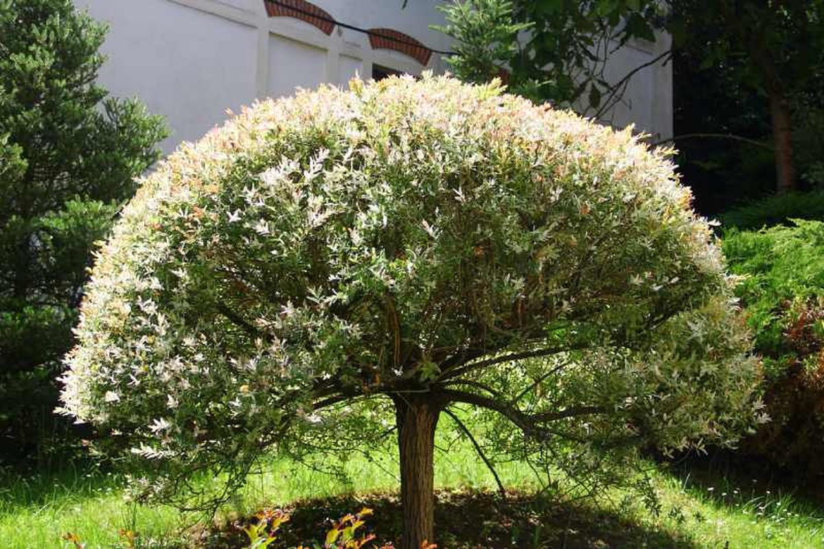 El Hakuro Nishiki sorprende por su luminosidad