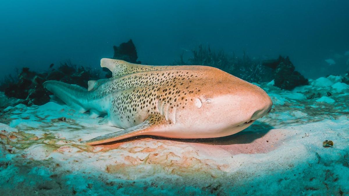 como duermen los peces