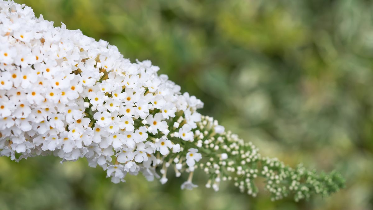 Buddleja davidii blanco