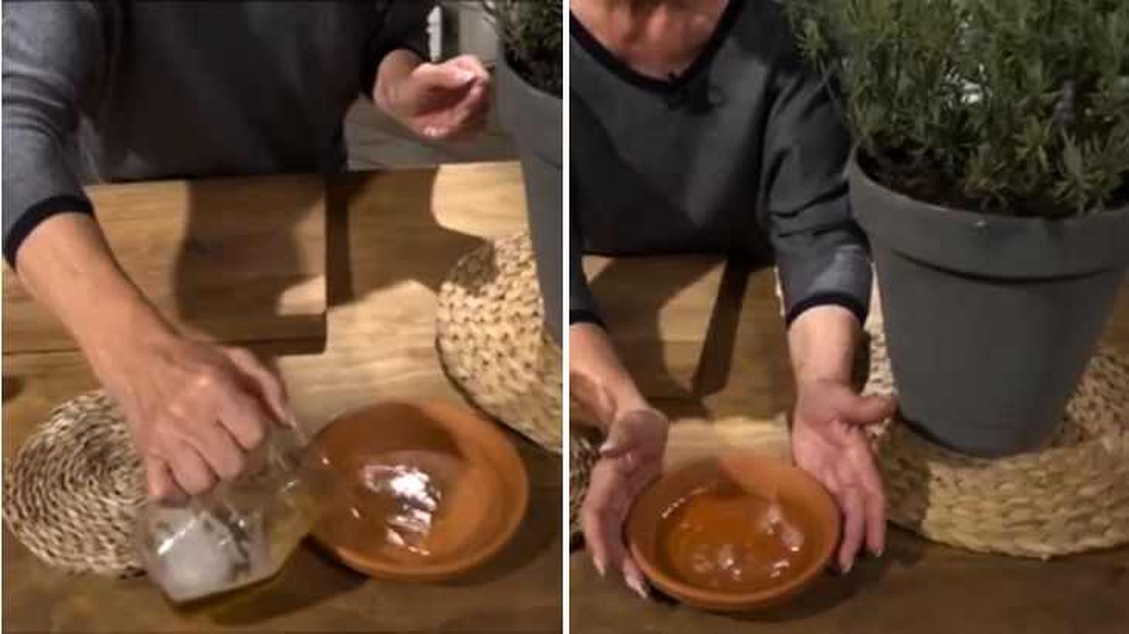 Cerveza en un cuenco para evitar los caracoles en la lavanda