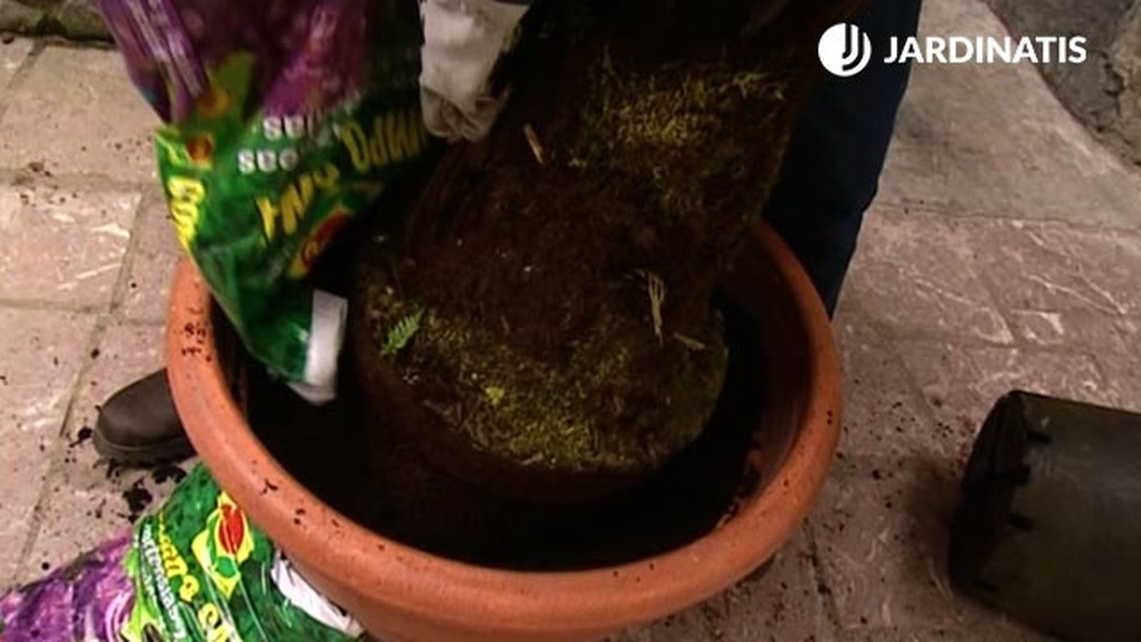 plantacion de helecho arboreo dicksonia antarctica brico 463 jardin