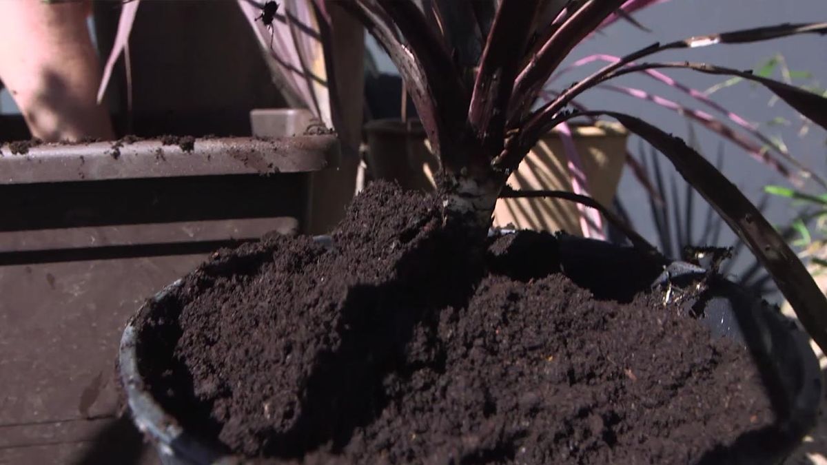 brico 1029 jardin como dividir mata cordyline sustrato