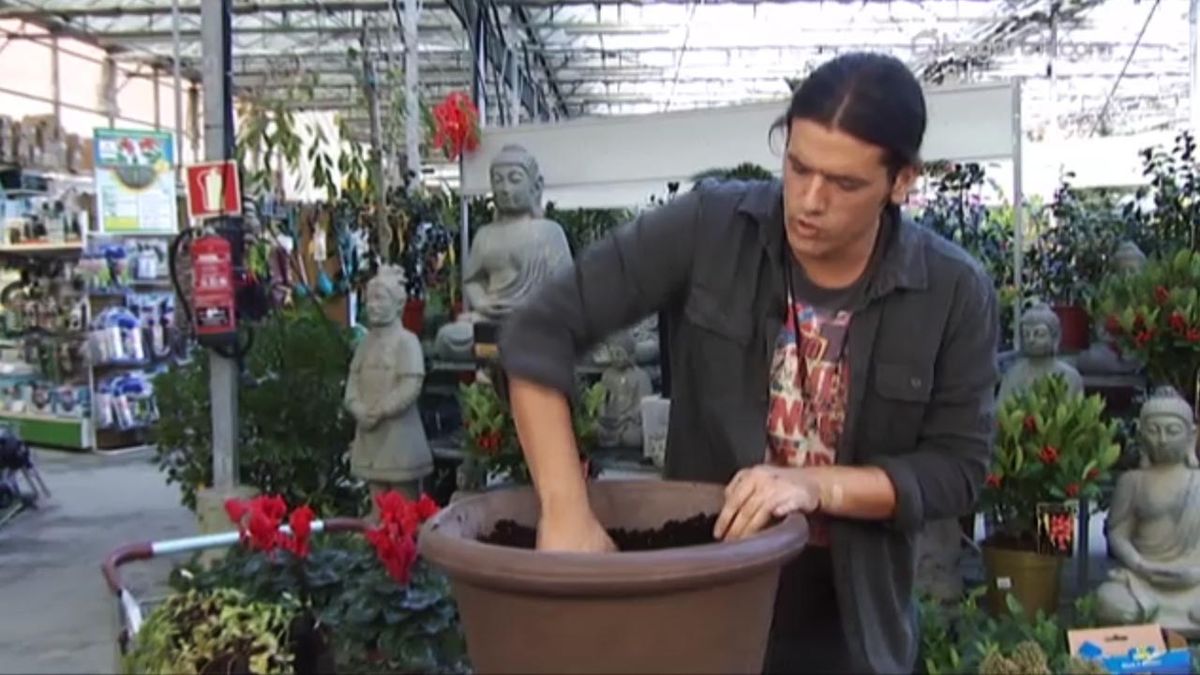 deco 413 Plantar Skimmia Japonica paso 2