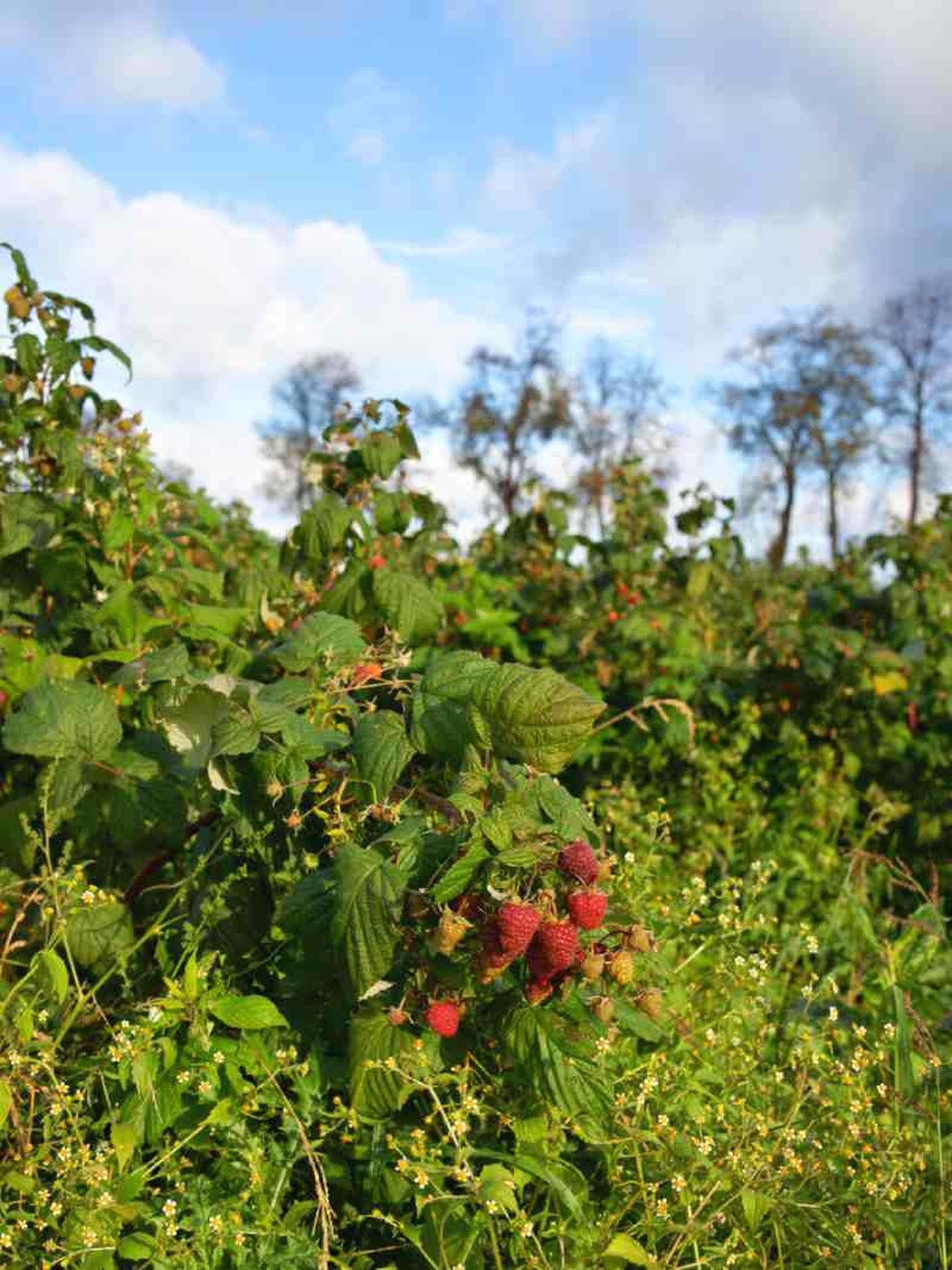 Rubus idaeus