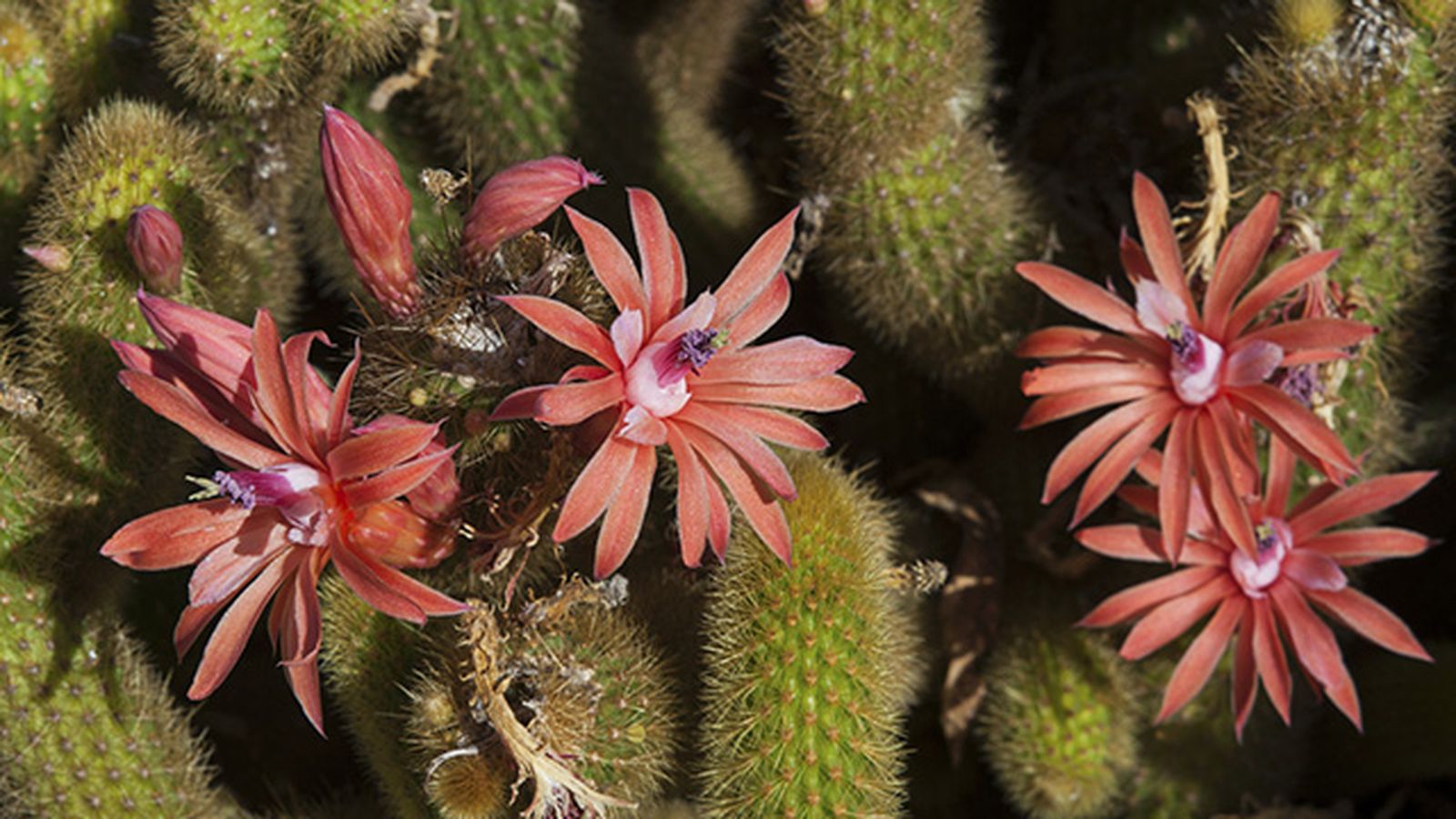 flores Cleistocactus winteri