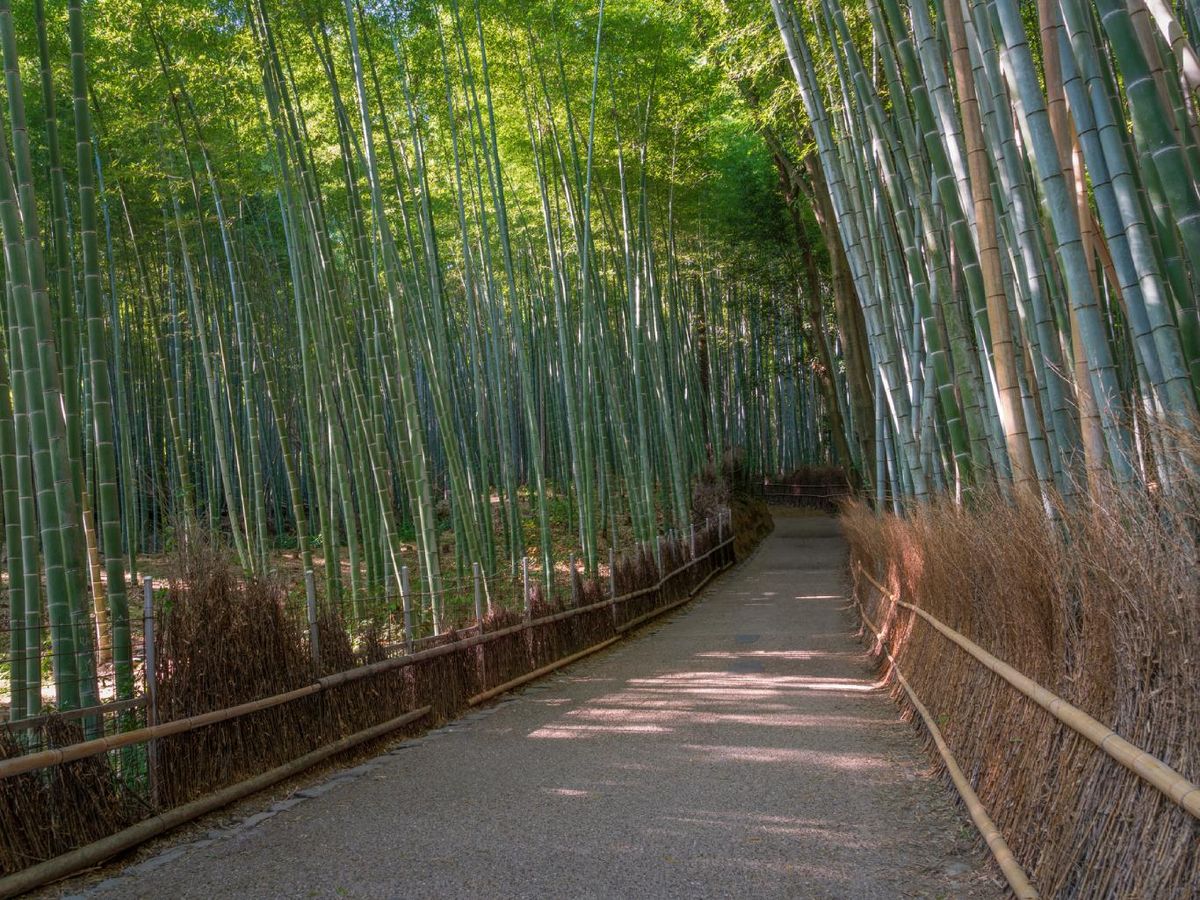 Bosque de bambú de Arashiyama (Kioto, Japón).