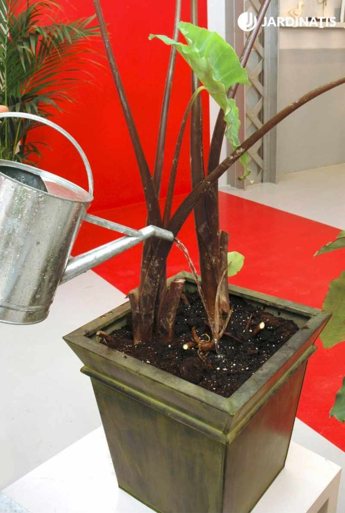 Las alocasia requieren riegos frecuentes