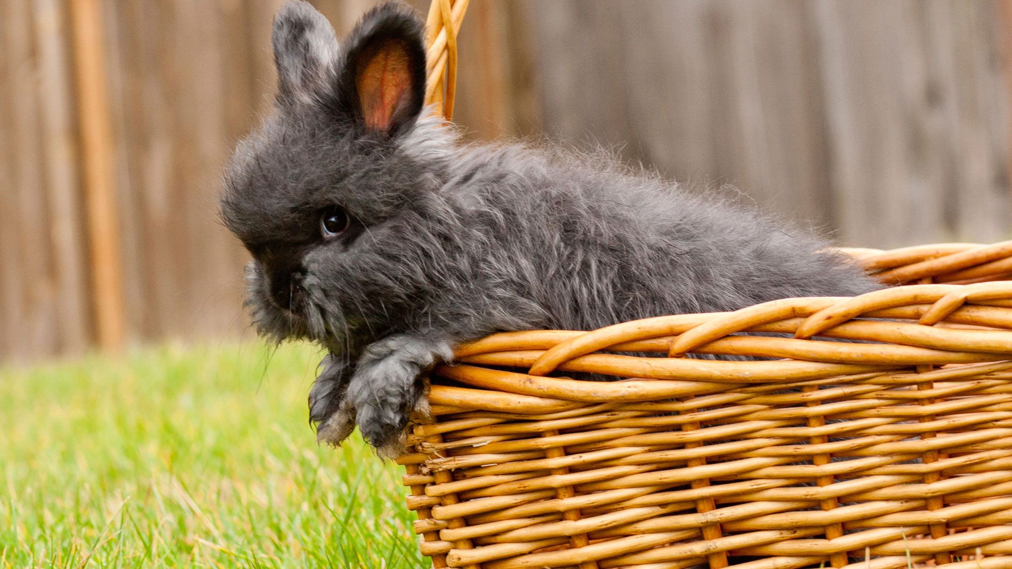 conejo angora colores