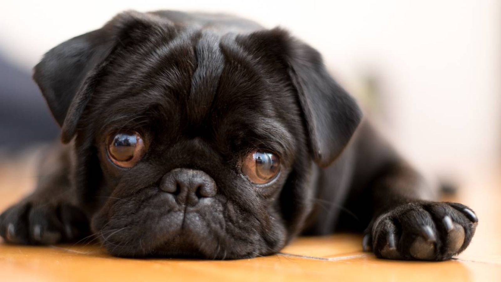 nombres para perros negros originales