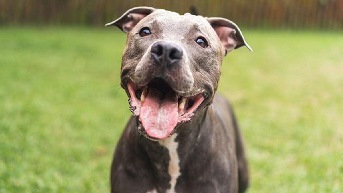 Los pitbulls tienen el pelo corto lo que les hace sentir más el frío.