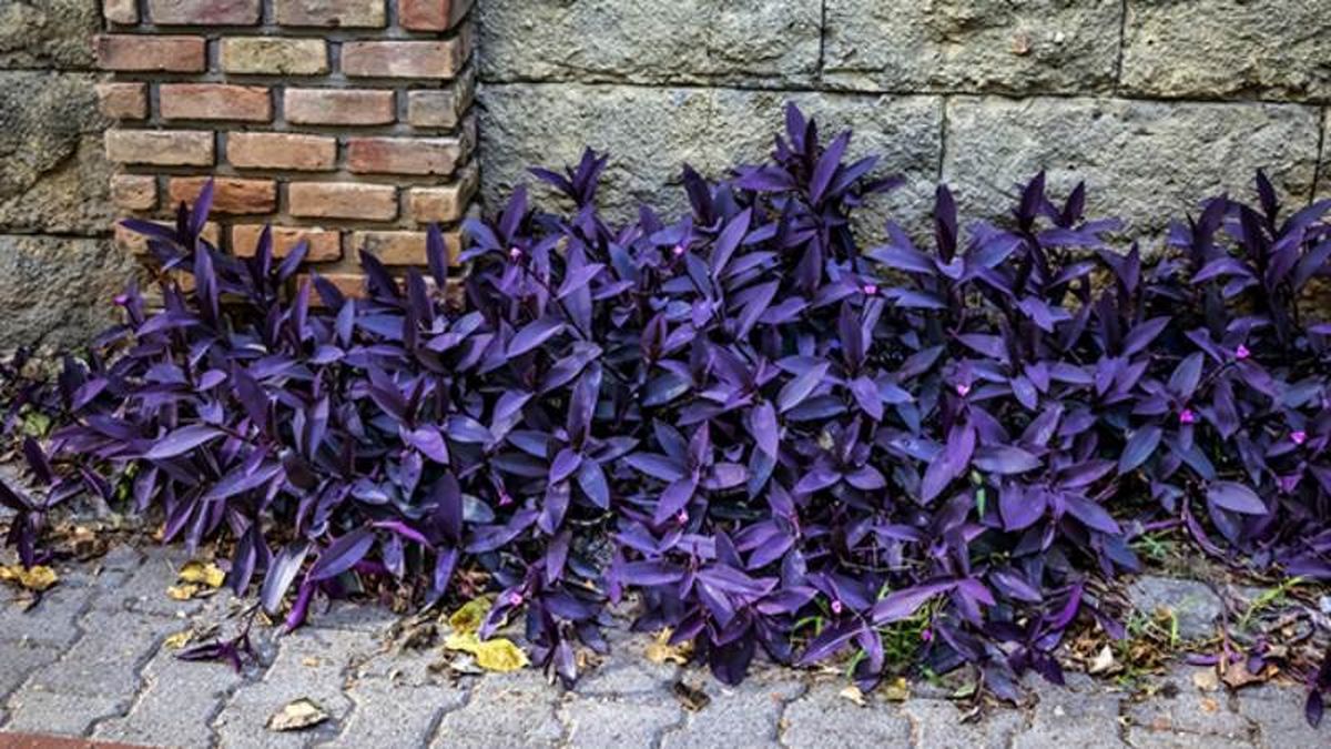 La Tradescantia pallida es una de las plantas más populares