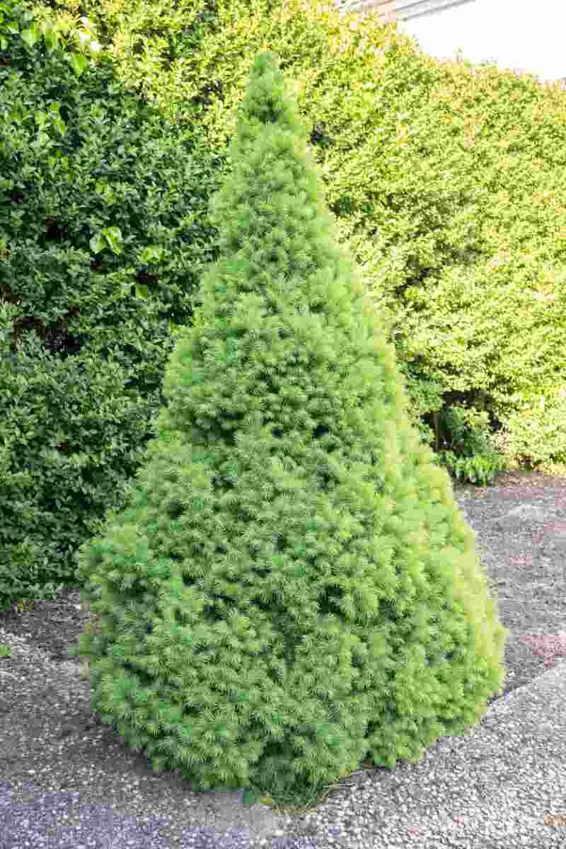 Picea glauca Conica