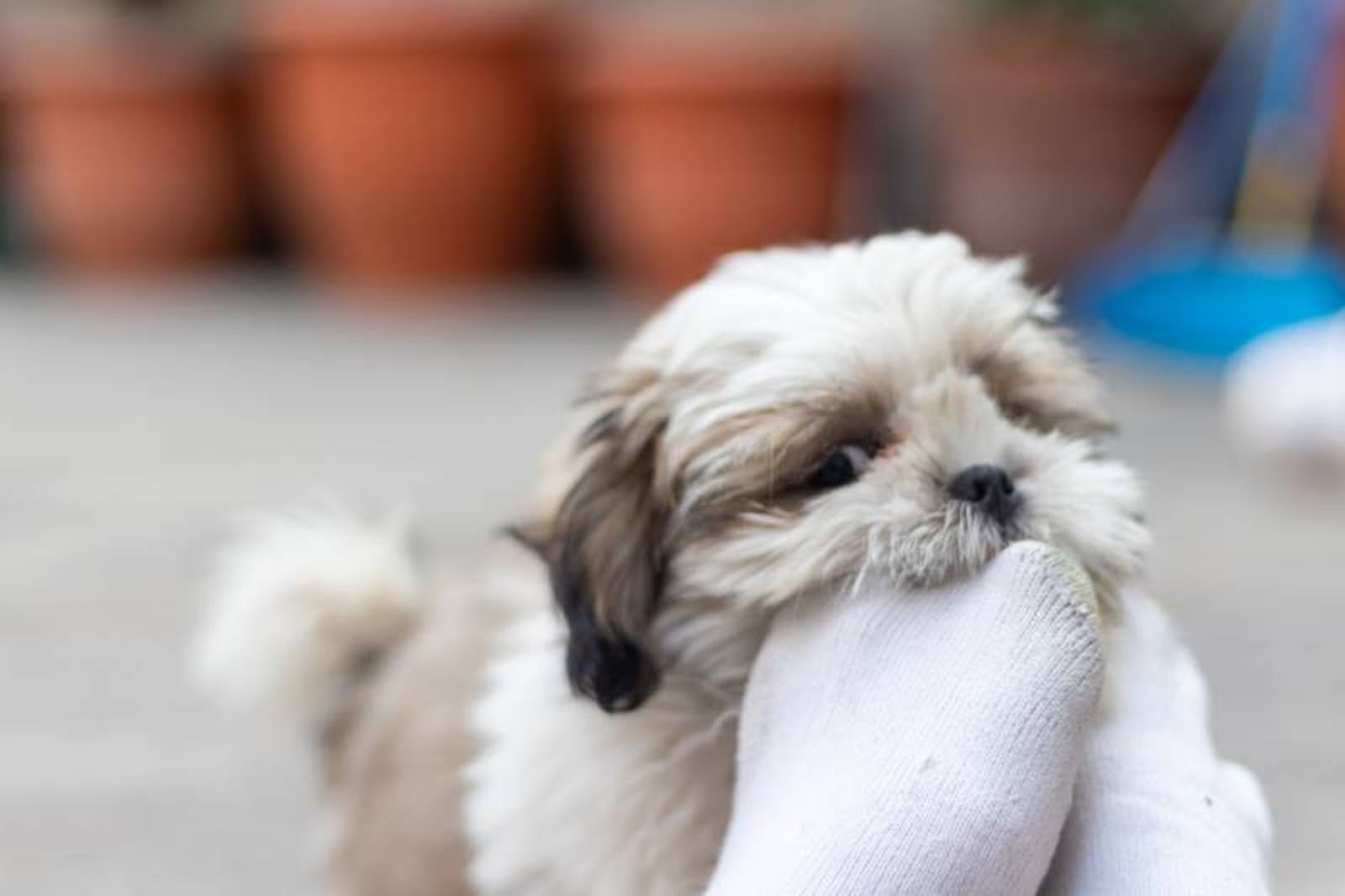 Shih Tzu Blanco
