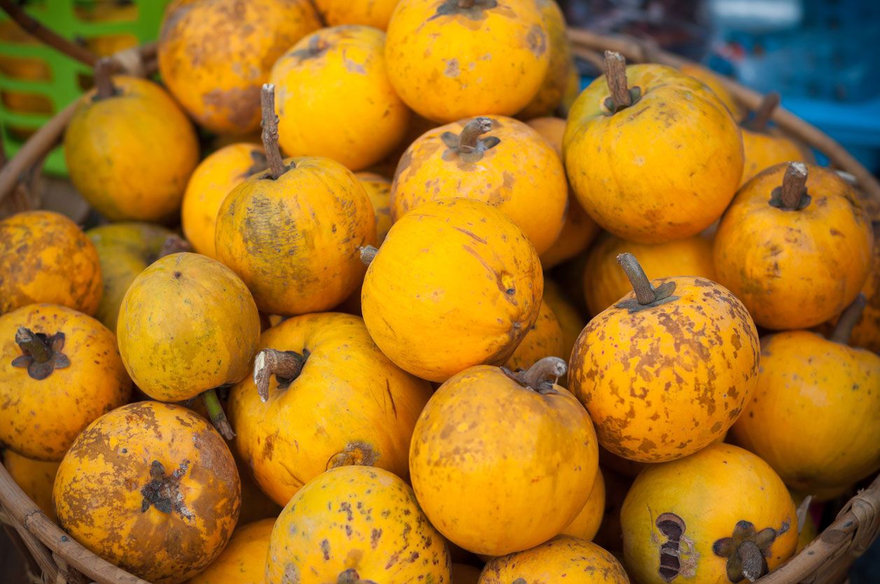 zapote amarillo fruta tropical