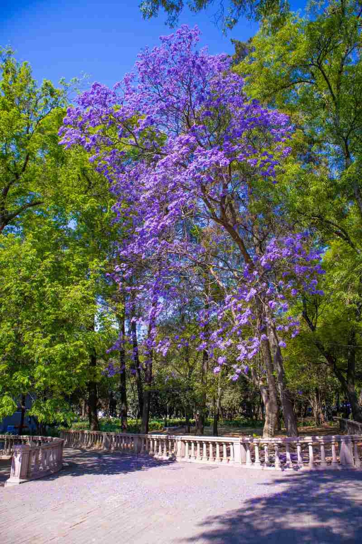 Jacaranda mimosifolia.