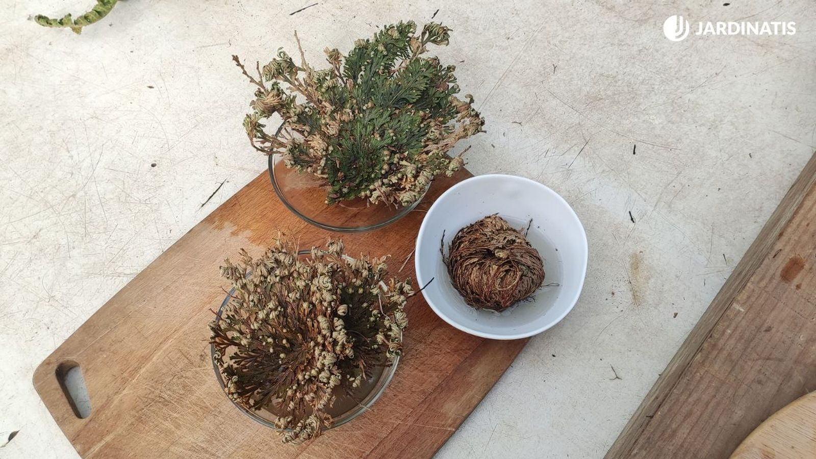 planta de resurreccion doradilla Selaginella lepidophylla jardinatis 23 42