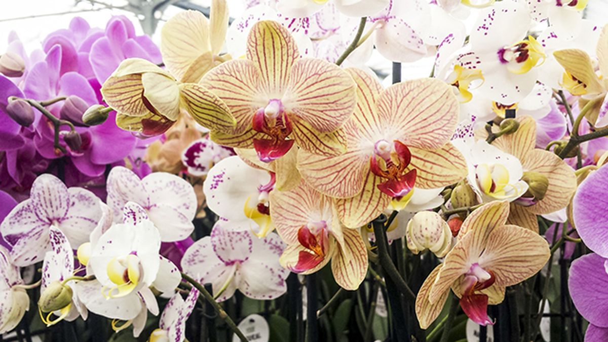 orquideas para el dia de la madre