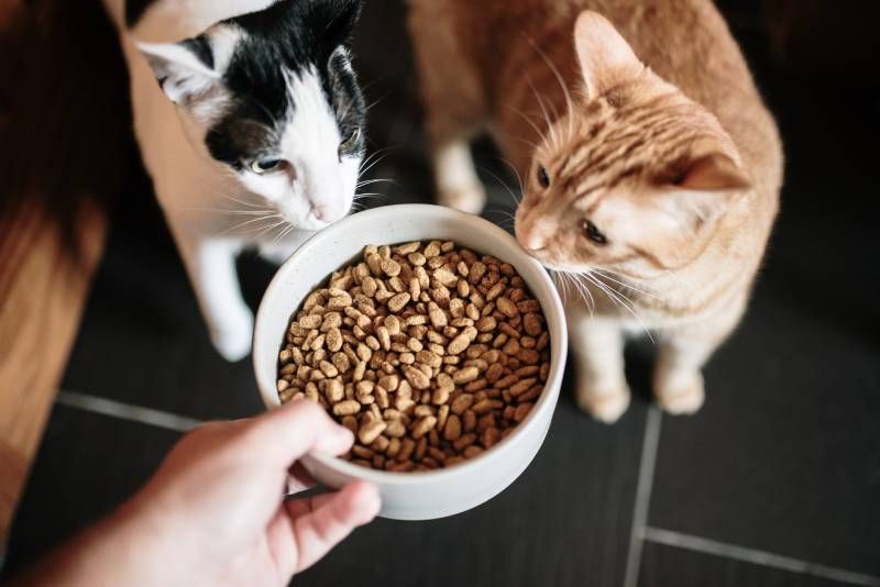 Cada especie animal demandará una serie de necesidades nutricionales.