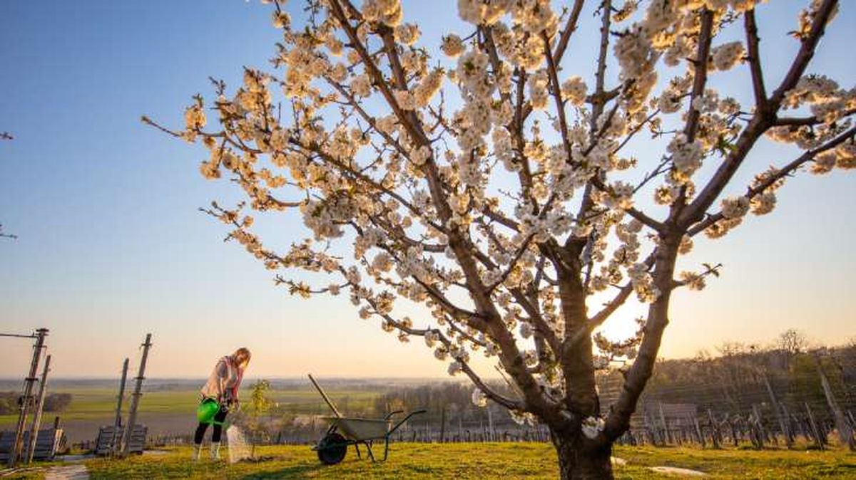 planta de cereza flores