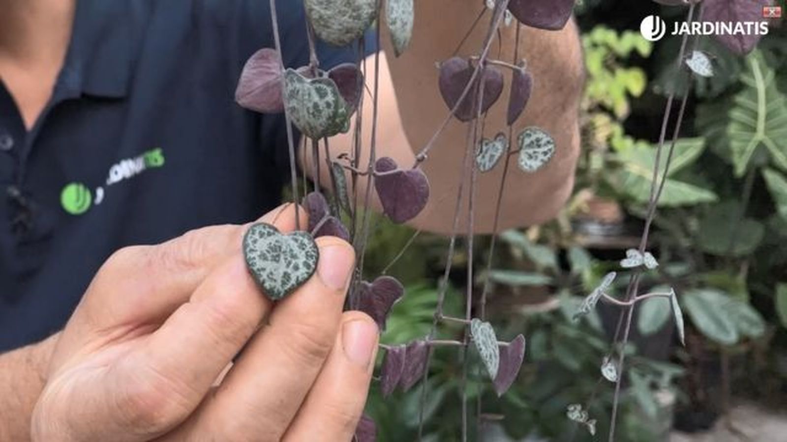 Hojas de la Ceropegia woodii