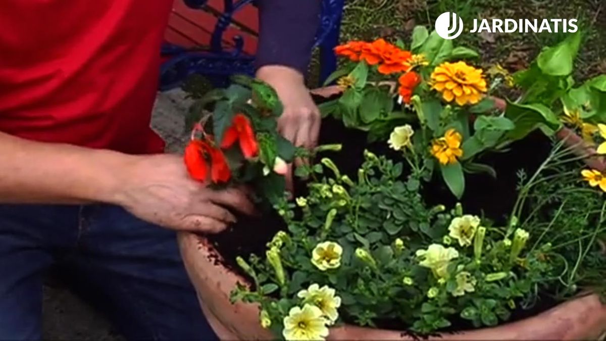 flor de temporada primavera verano bricojardin 694